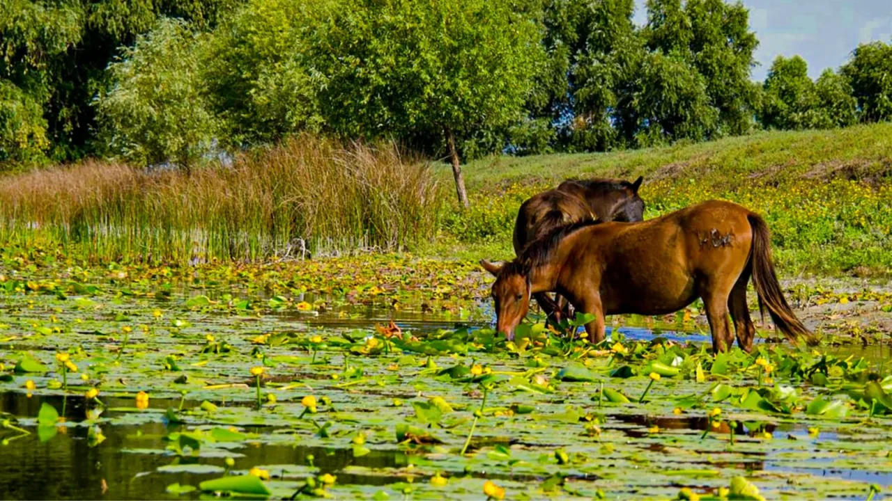 Delta Dunarii trăită autentic