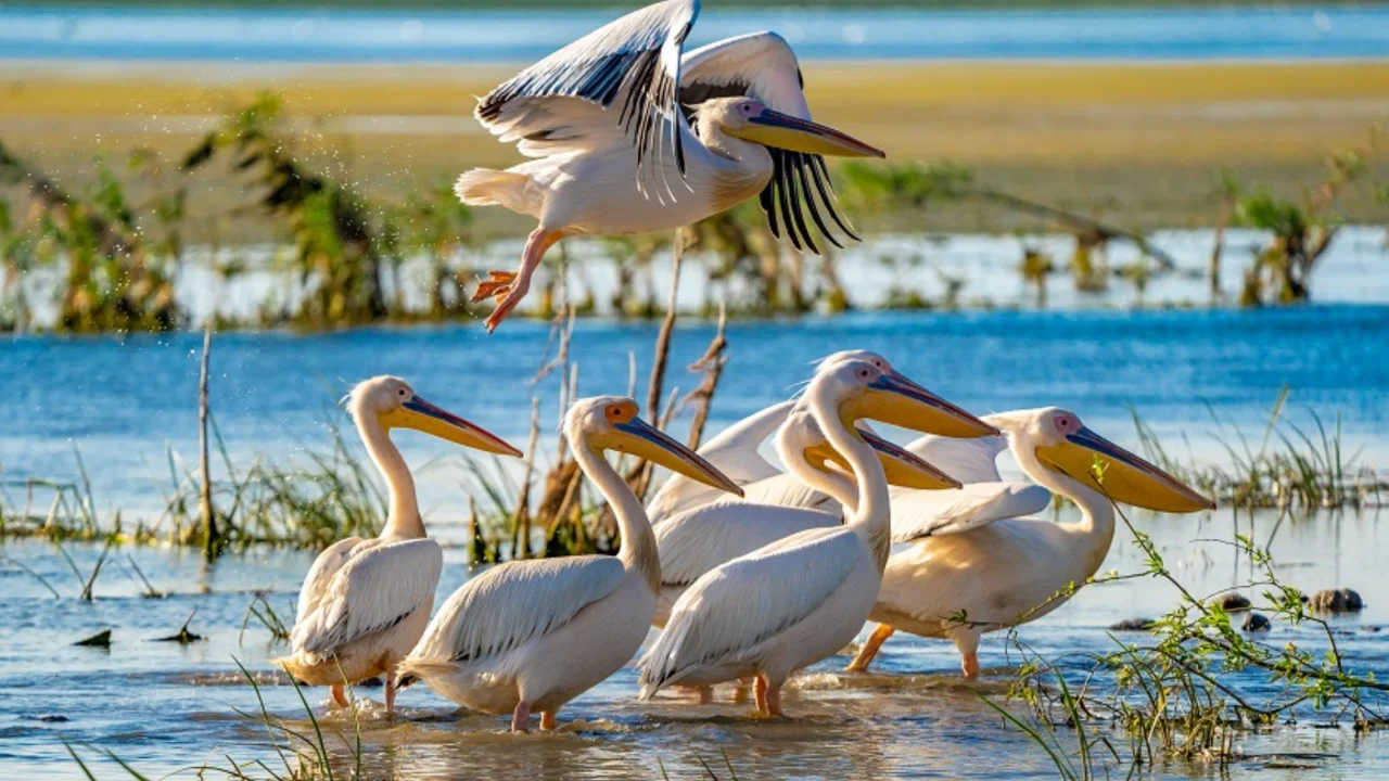 Delta Dunarii trăită autentic