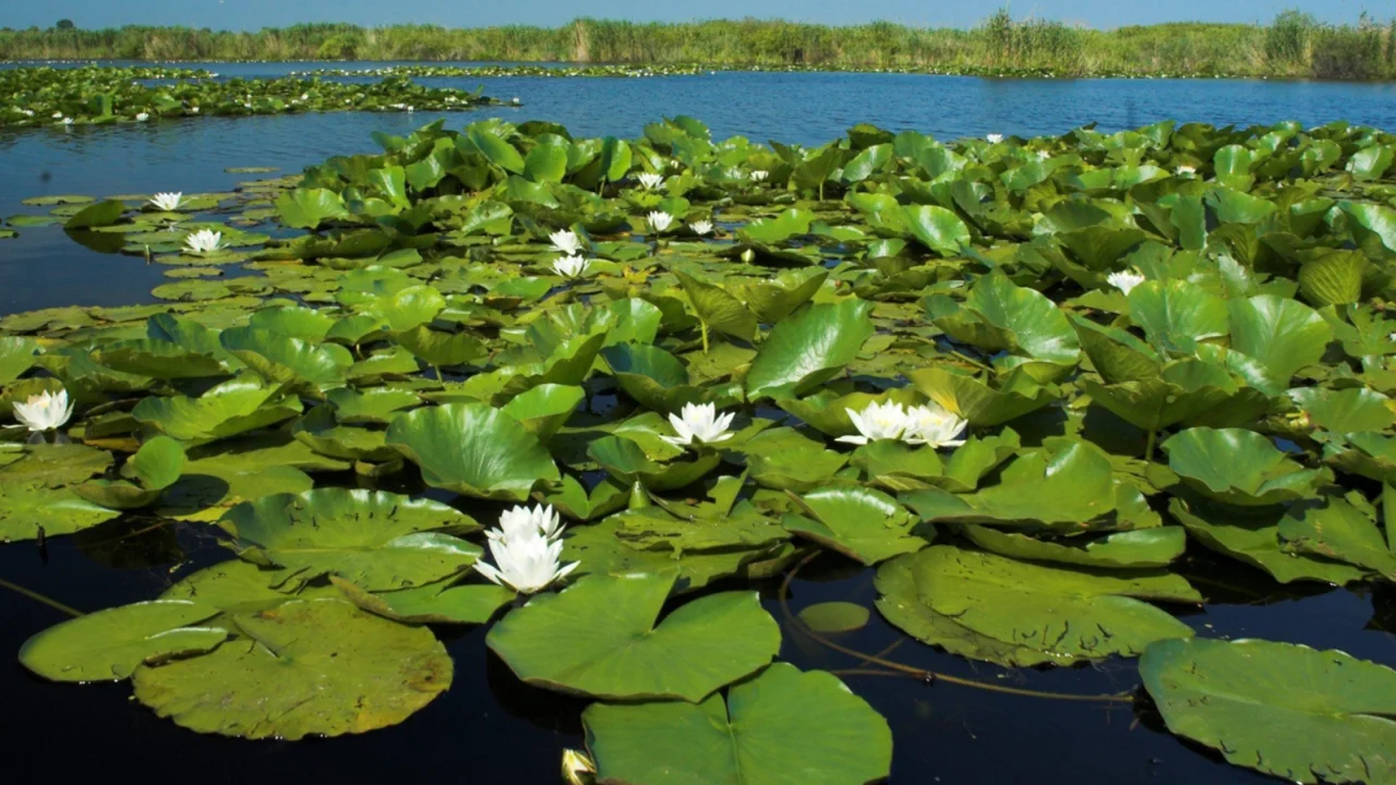 Delta Dunarii trăită autentic